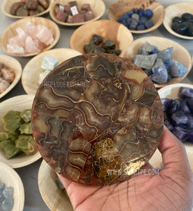 Ammonite Slab